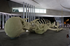 fotografia di interni&MAXXI_Museo Nazionale delle arti del XXI secolo, Roma Gino De Dominicis: l'immortale