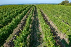 001vigneti-del-lazio-©-?-antonio-idini