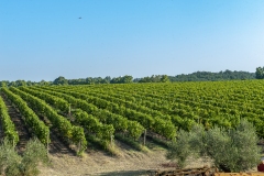 DSC4432vigneti-Cantina-Castello-di-Torre-in-Pietra-©-antonio-idini