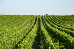 DSC4469vigneti-Cantina-Castello-di-Torre-in-Pietra-©-antonio-idini