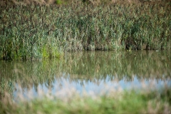 Deserto-Rosso_Ferrara-settembre-2014_DSC1933